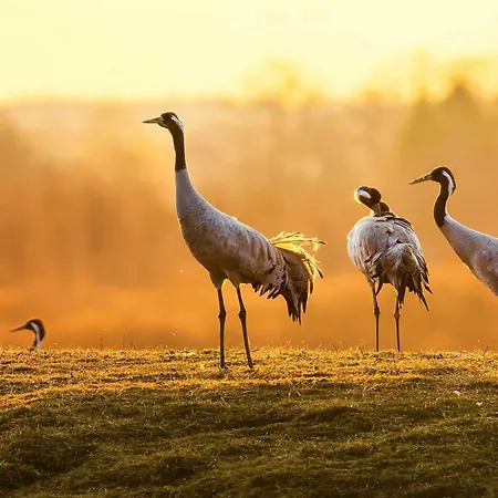Kietzspeicher - Maisonettewohnung Im Herzen Der Stadt Daire Waren (Mueritz)